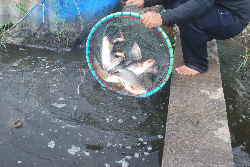 บ่อตกปลาหนุ่มบางวัว(บ่อปลารวม) ลงปลาอีกแล้วที่ 18 ต.ล 59 