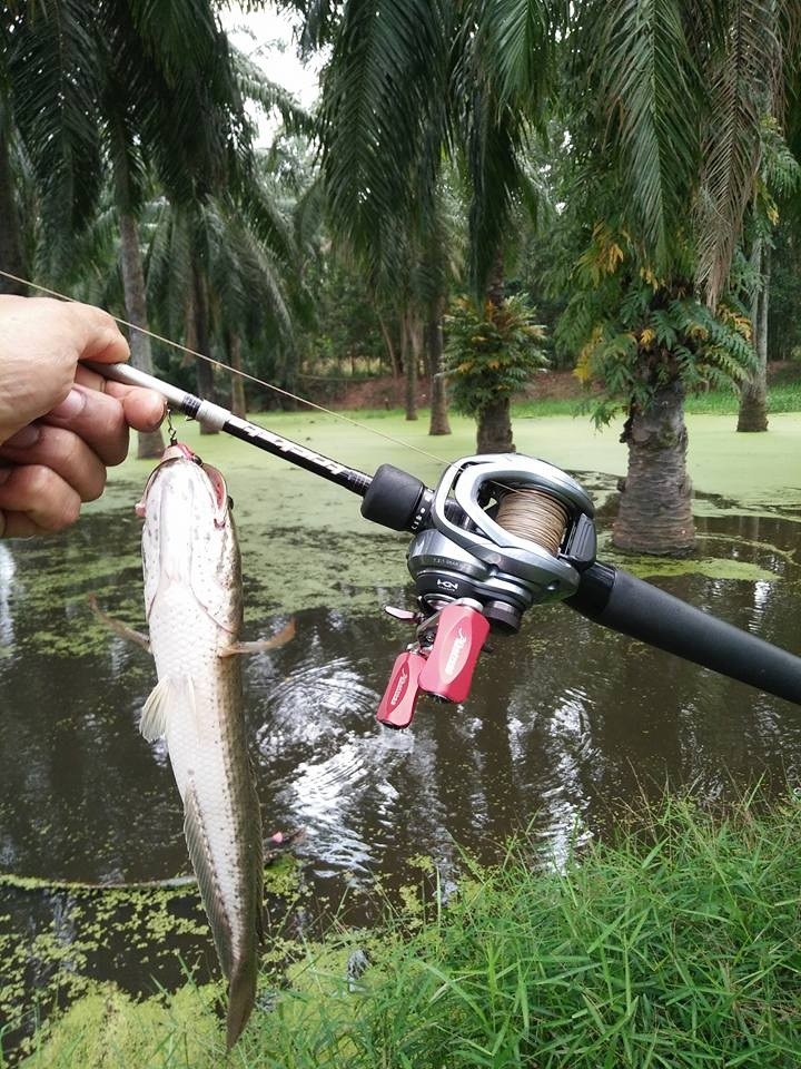 ตีปลาช่อนข้างทางวันหยุดครับ