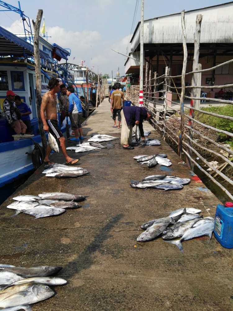 เยี่ยมหลักทานตะวัน