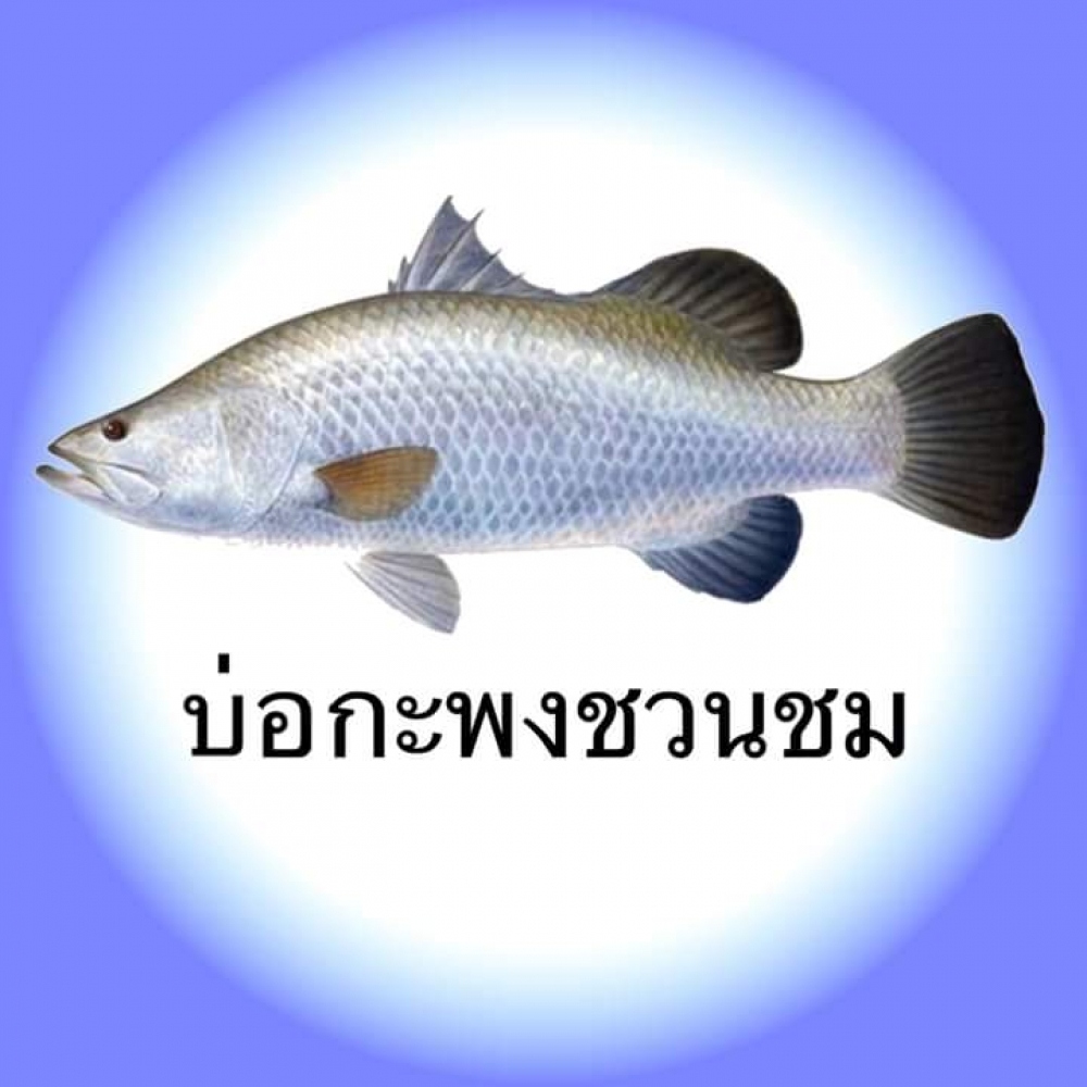 บ่อกะพงชวนชมกะพงบุฟเฟ่ร์200มีปลาซิงทุกวัน