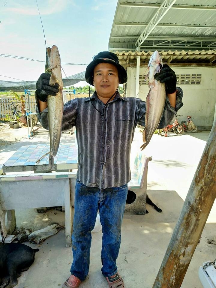 แกงเผ็ดปลาค้าว(ในนา)