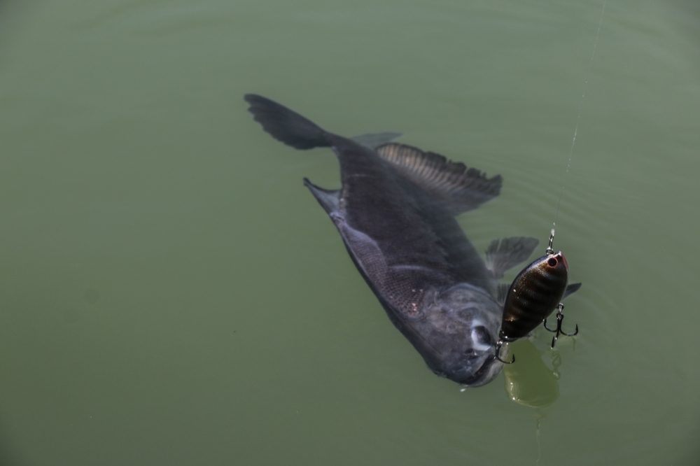 KAYAK FISHING IN THE GIANT