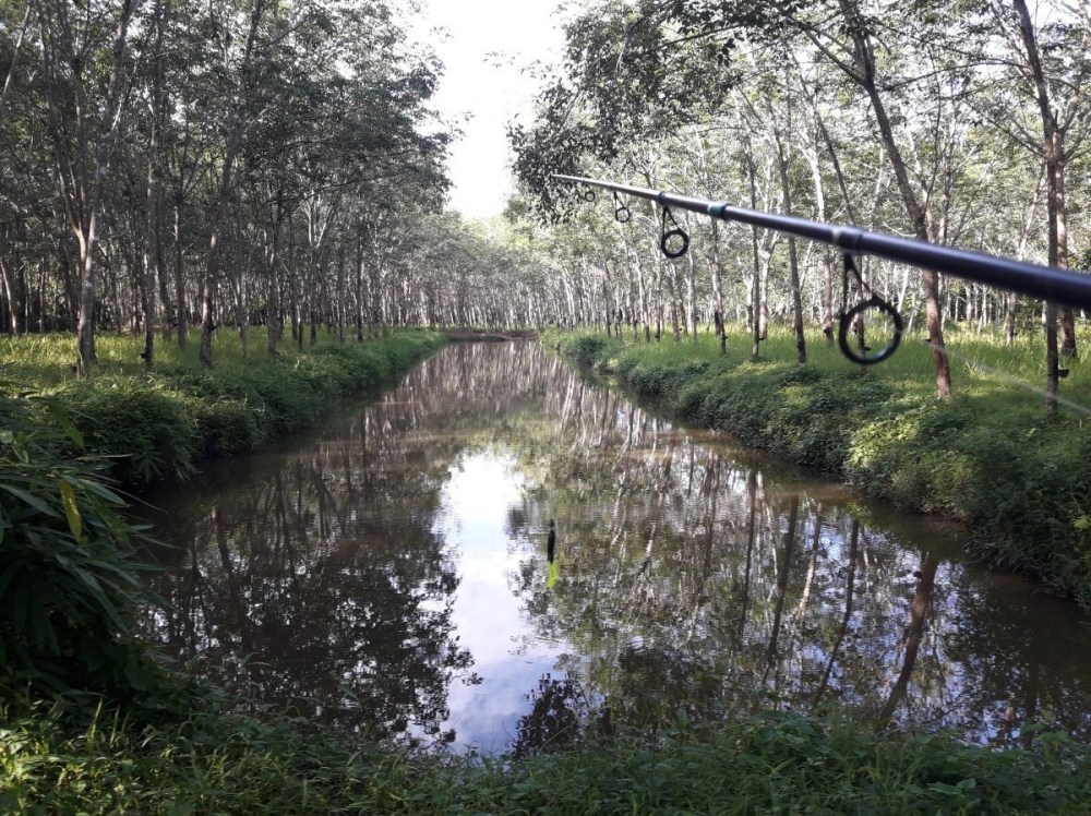 Texas Rig...The Black green legs frog has come.เท็กซัสริก..กบดำขาเขียวกลับมาแล้ว