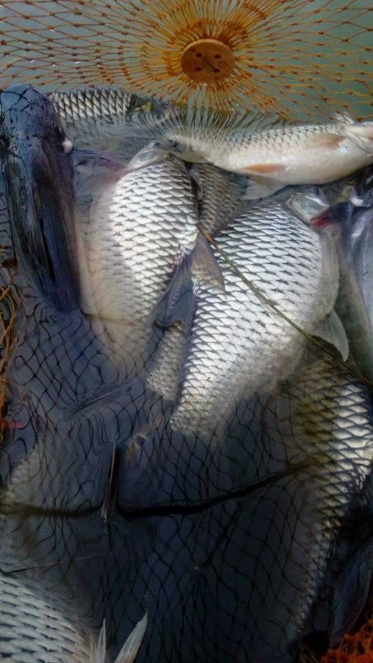 เปิดใหม่ บ่อซิง ตกปลาเกล็ด หน้าดิน  ปลาเป็นตัน ค่าคัน 350 เปิดตก เสาร์ที่ 15ก.ค 