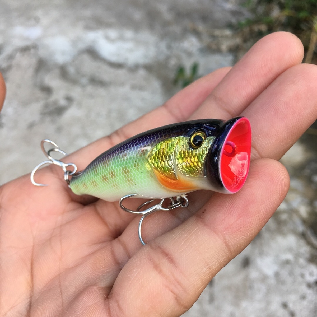 Popper lures 