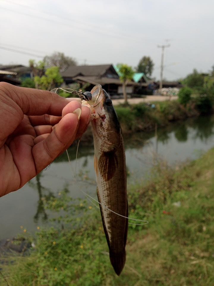 ช่อนคลองลำนำ้