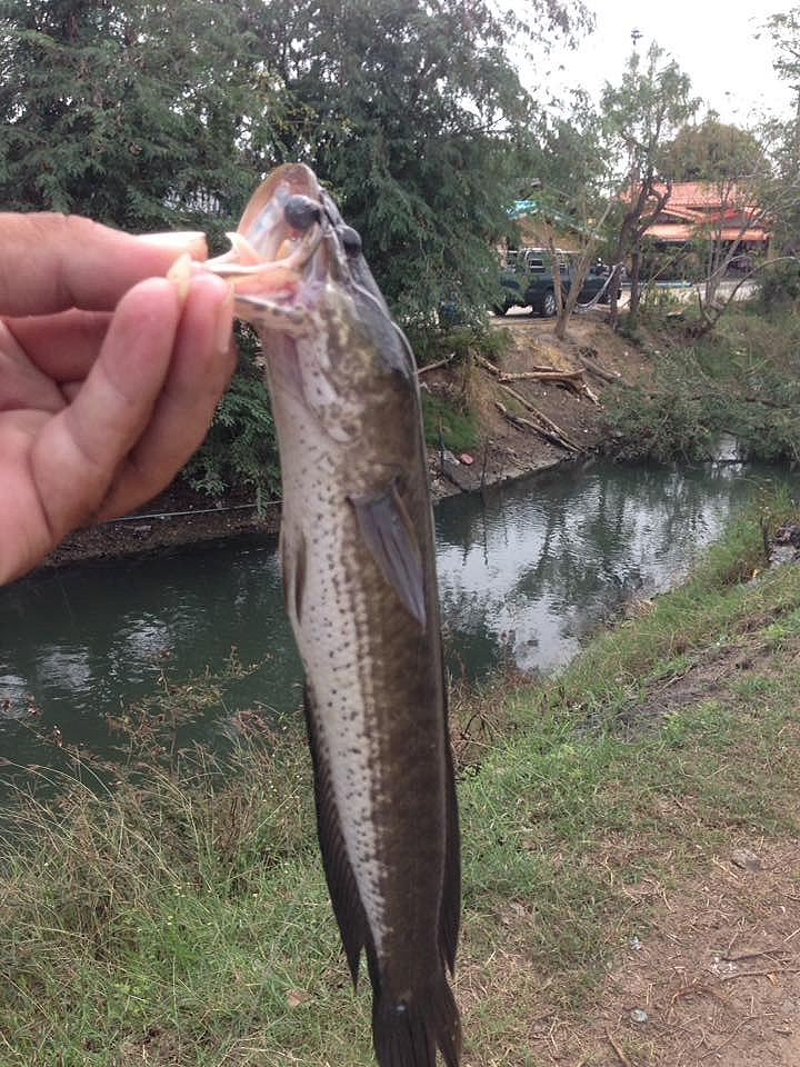 ช่อนนำ้ลงคลองบางแขม