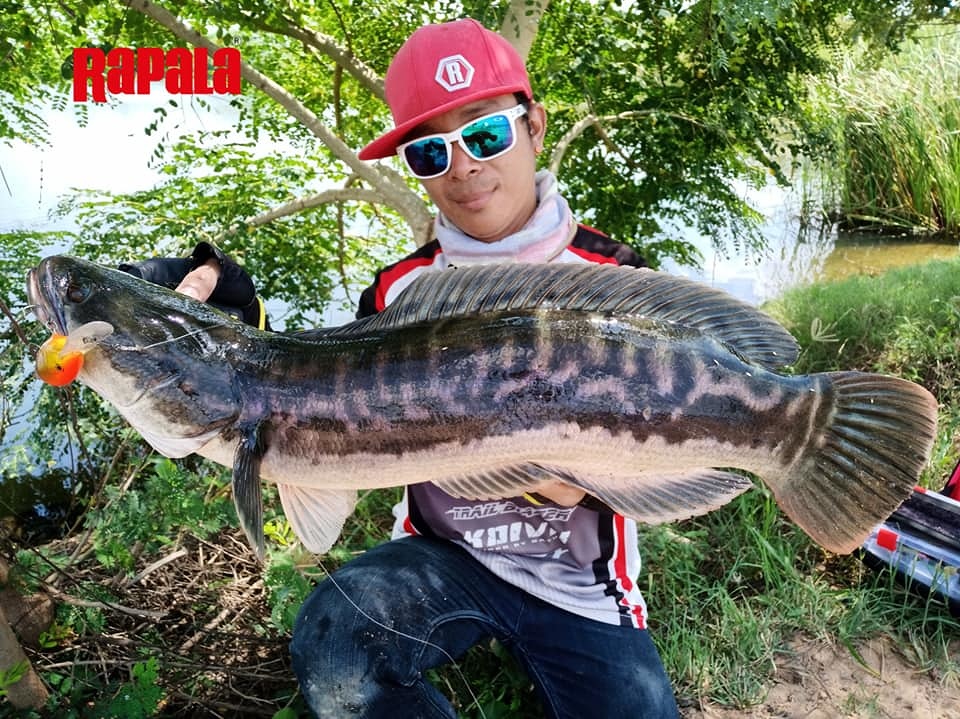 ช ะ โ ด จิ บ ริ ม ค ล อ ง "Rapala RISTO 8"