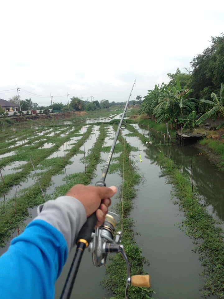 ช่อนวันฝนตก