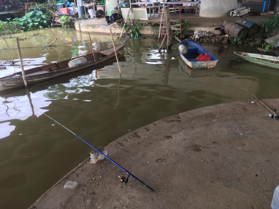 ตกกุ้งแม่น้ำตาปี ท่าข้าม พุนพิน สุราษฎร์