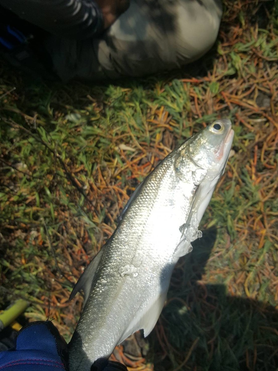 Threadfin Fish ชื่อ ภาษาอังกฤษ ของ ปลากุเรา