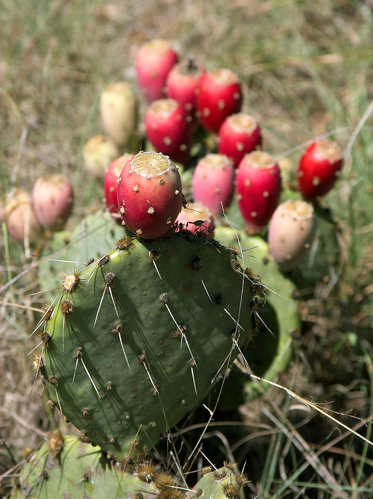 Prickly Pear ผลไม้สีเลือด