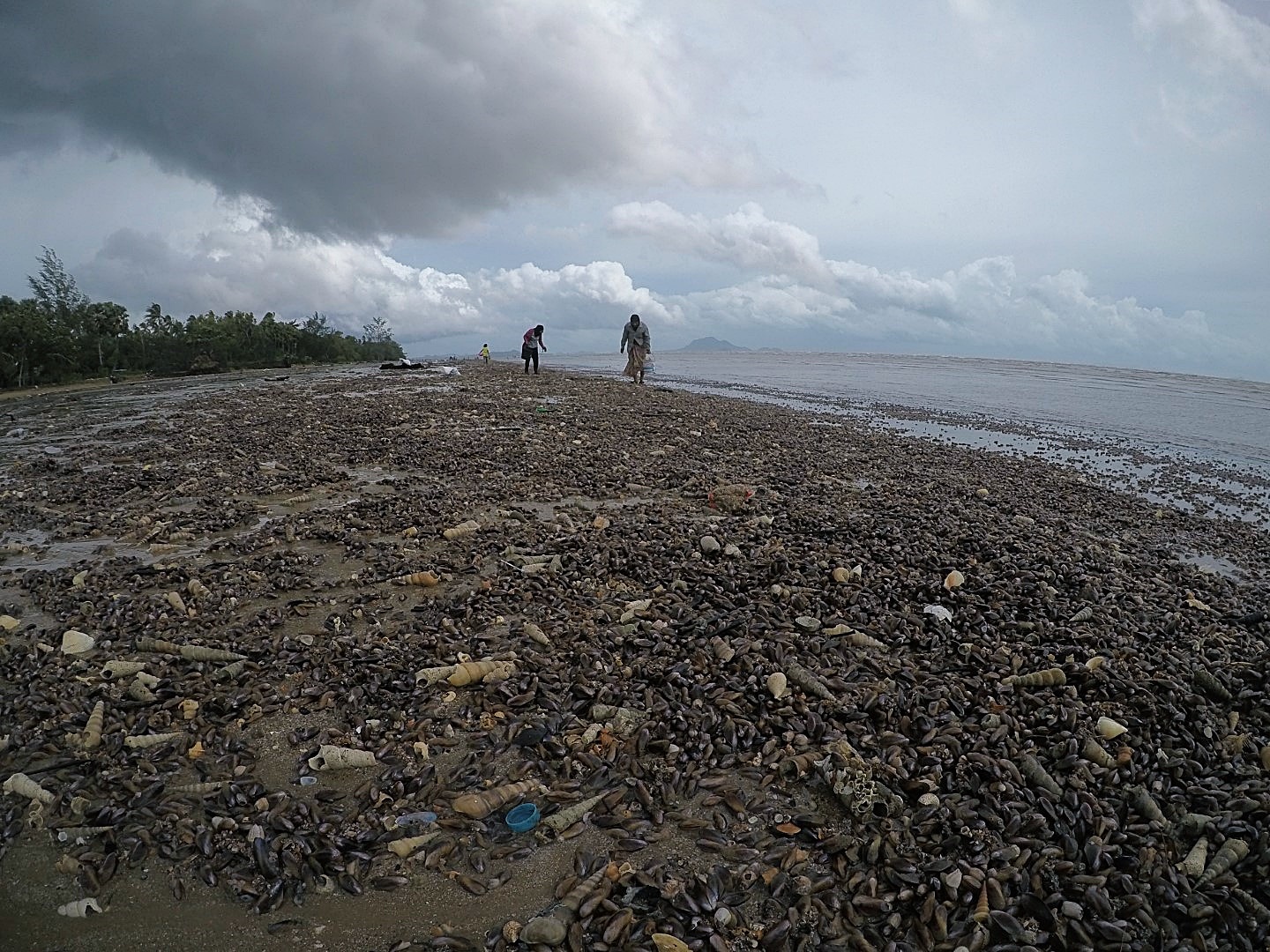 หอยกะพงขึ้นที่หาดยาว