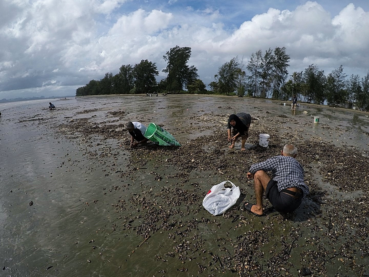 หอยกะพงขึ้นที่หาดยาว