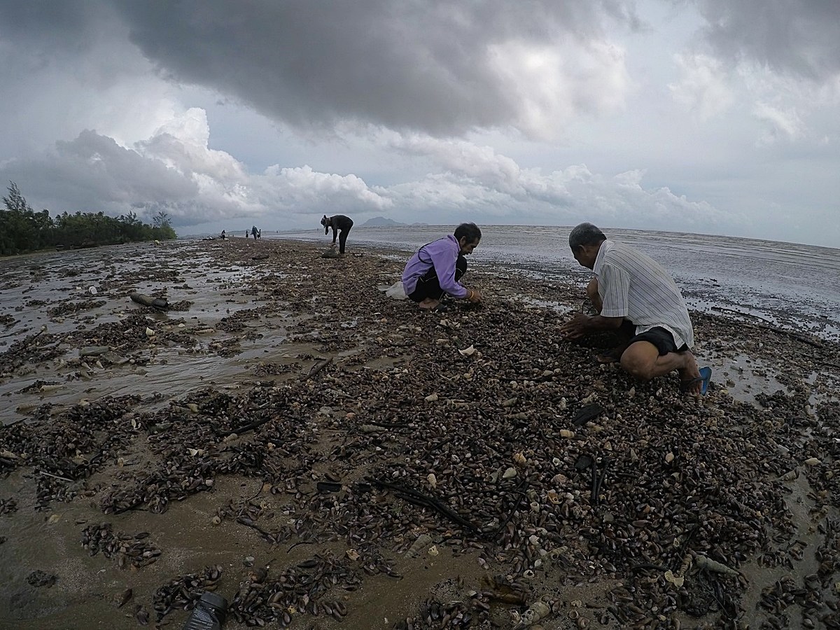 หอยกะพงขึ้นที่หาดยาว