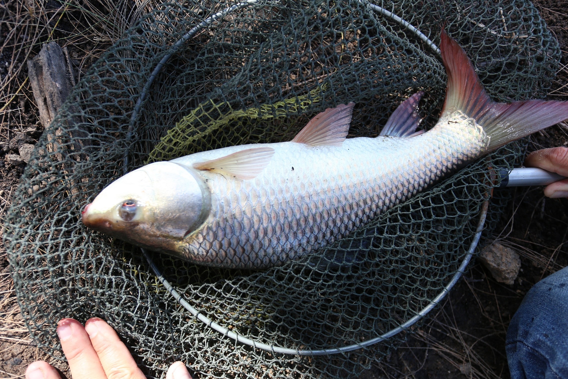 เปิดทริปตกปลาเกล็ดในบ่อปลาเบญจพรรณ (ปลา10ตัน)