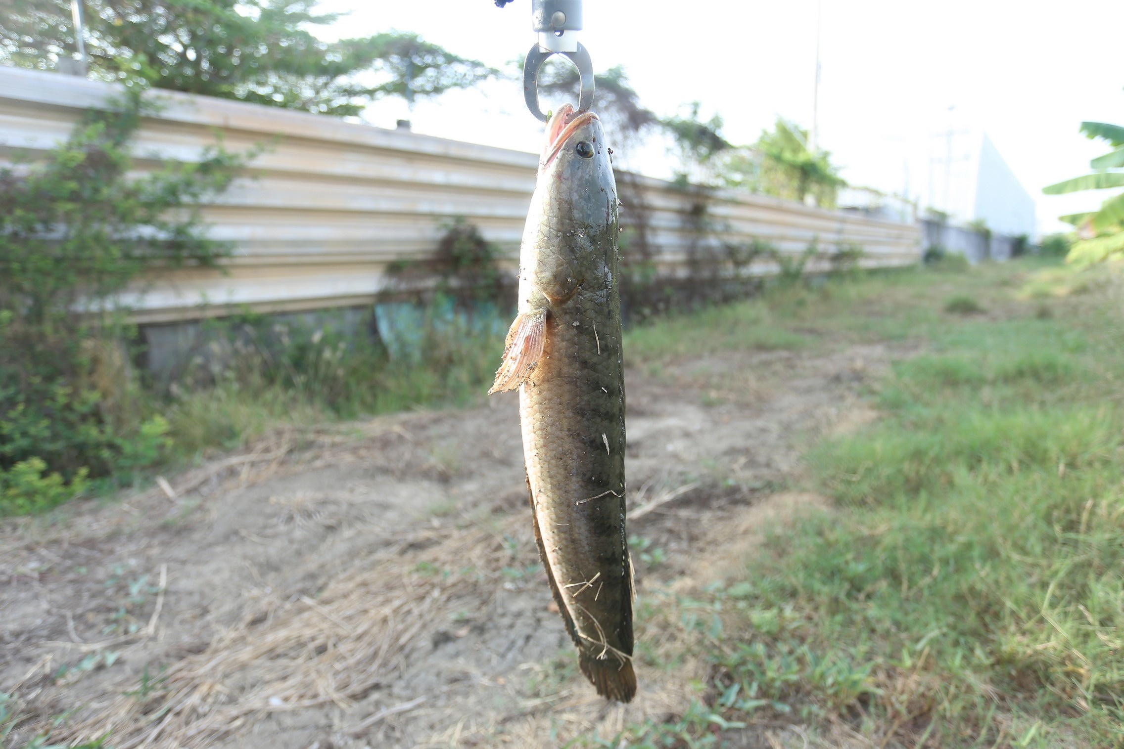 เปิดทริปตกปลาช่อน/กะพงเทพราช ในบ่อปลารวม EP3 (บ่อซิง)