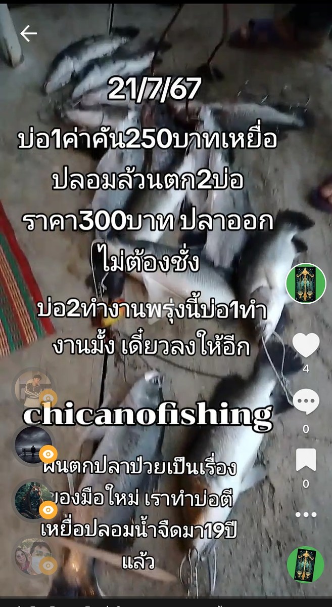 chicanofishing กะพงบุฟเฟ่ต์200บาทลงปลากะพง