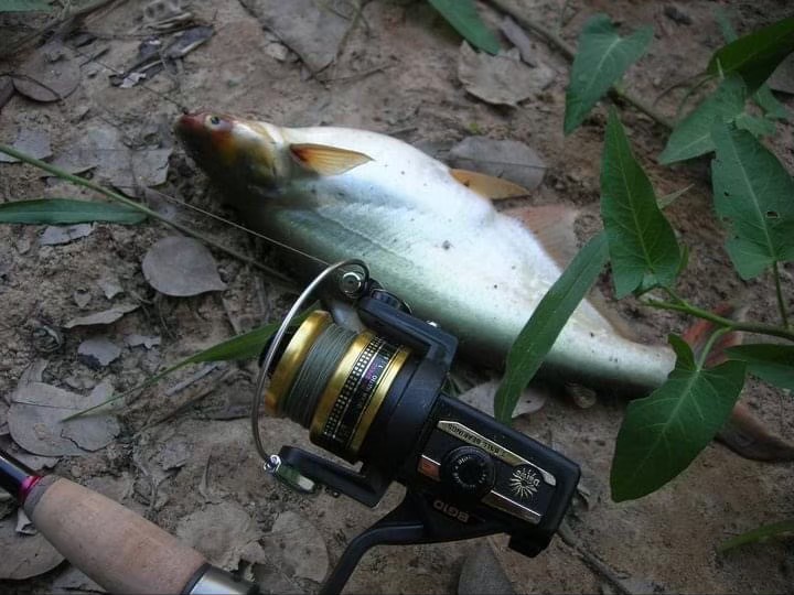 สอบถามขนาดลูกปืนฝาข้างรอก Daiwa BG10