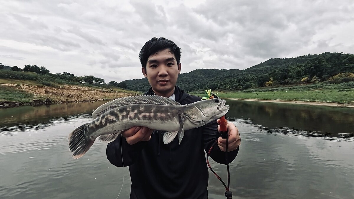 ช่อน ชะโด กระสูบ ก่อนฝนจะมา