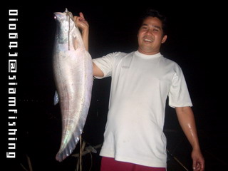 ปลาตือ 5.5 กก เมื่อคืนวันเสาร์