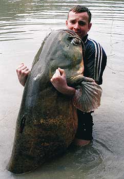 catfish...in usa.....big