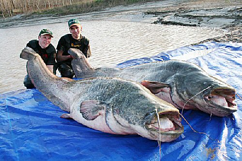 catfish...in usa.....big