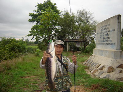 ชะโดกับคนหาปลาราษี4