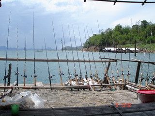 ปลายี่สกไทยที่แพเขาแหลม ( แพคุณไอซ์ )