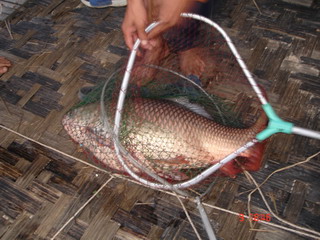 ปลายี่สกไทยที่แพเขาแหลม ( แพคุณไอซ์ )