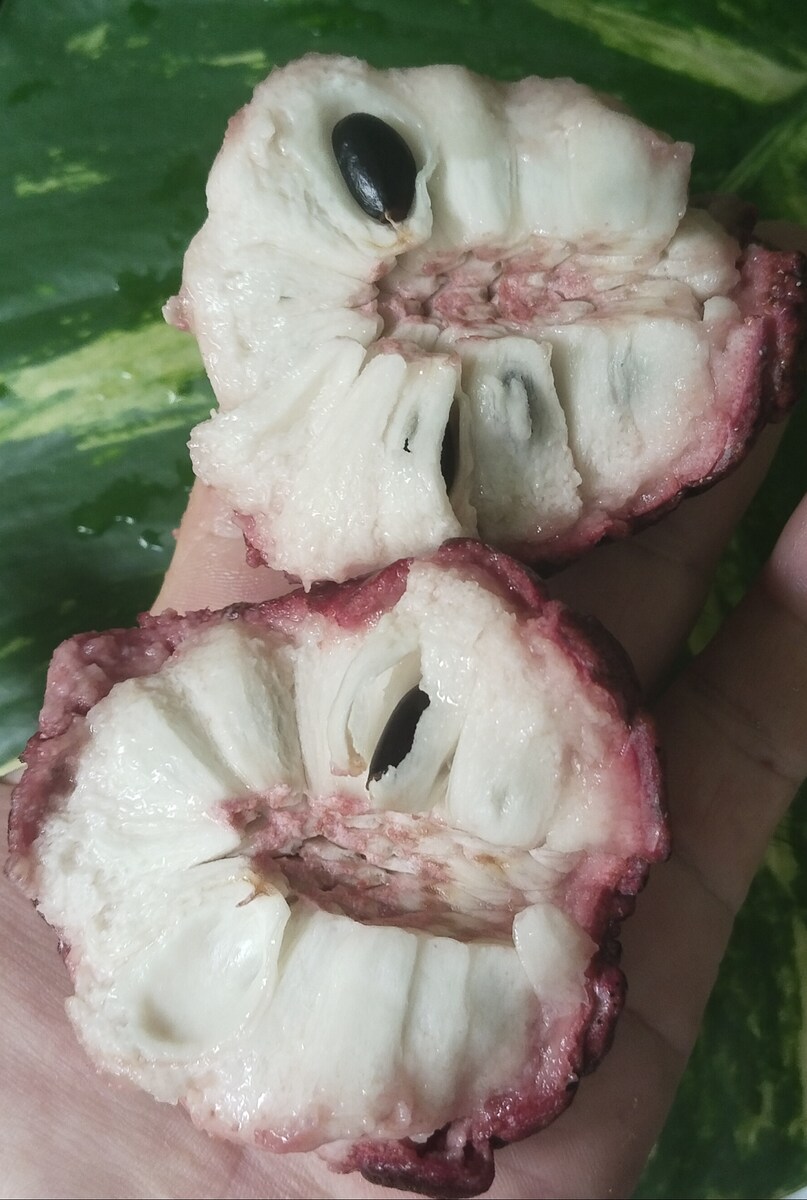 เนื้ออร่อย หากินยาก เอามาแบ่งให้ไปปลูกกันในแข่งก็ออกลูกได้ จากเมล็ดปีกว่าก็ออกลูกแล้ว สนใจโอน746 201