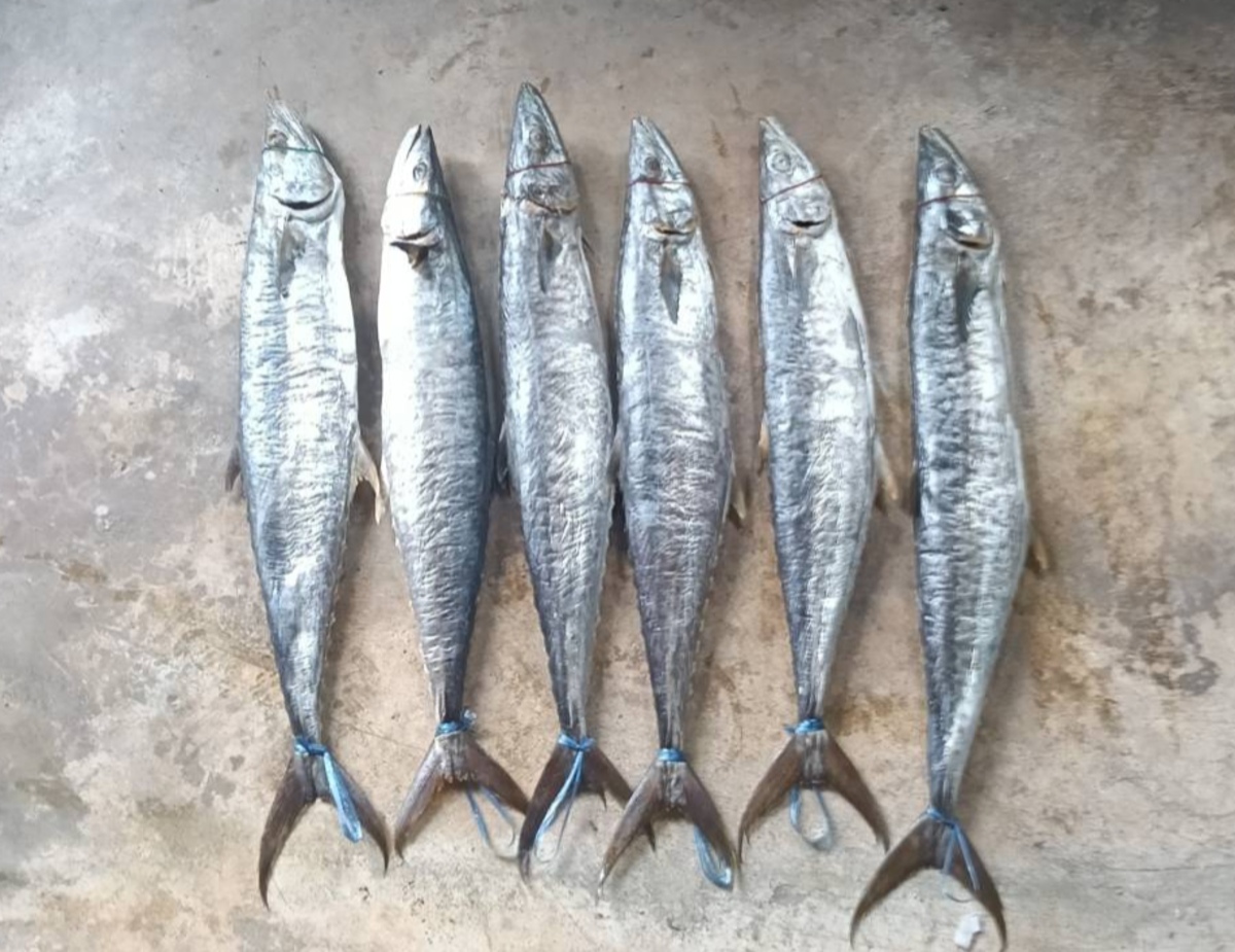 ปลาอินทรีหอม