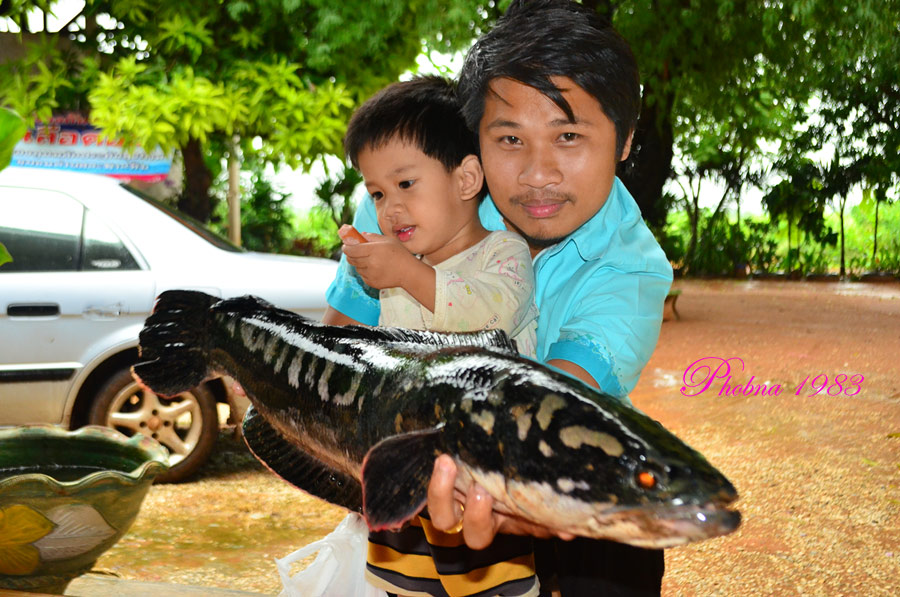 [q][i]อ้างถึง: spay2009 posted: 25-08-2556, 11:20:12[/i]

++++ :cheer: :cheer: :cheer: :cheer:[/q]