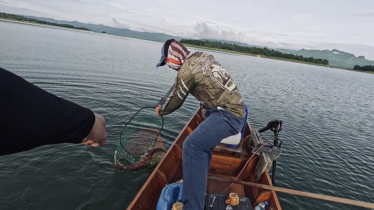 ผมจูงมันไปทางท้ายเรือ ไต๋สามที่รออยู่แล้วก็ใช้สวิงช้อนมันเข้าไป
เรียบร้อย ปิดเกมสืได้สำเร็จ ผมและไต