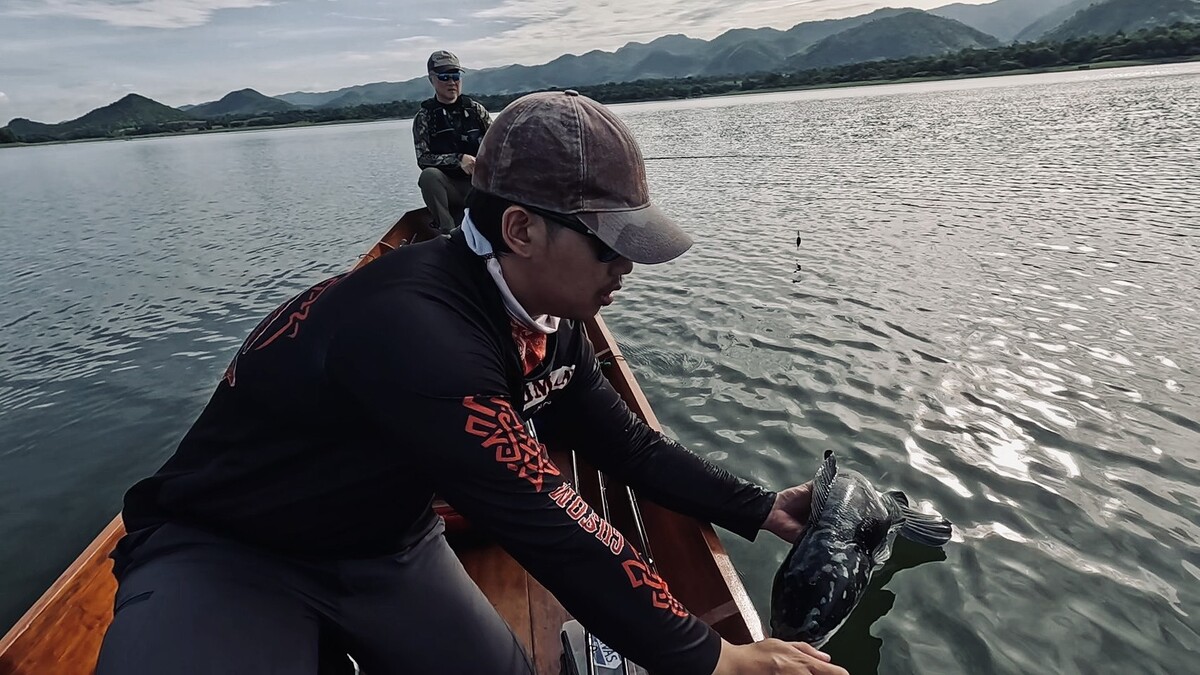 หลังจากถ่ายภาพจนเป็นที่พอใจ ผมก็ปล่อยมันกลับลงไปเลี้ยงลูกต่อ 
ปลาชะโดเป็น 1 ในปลาที่ผมชอบตกมากๆ แต่