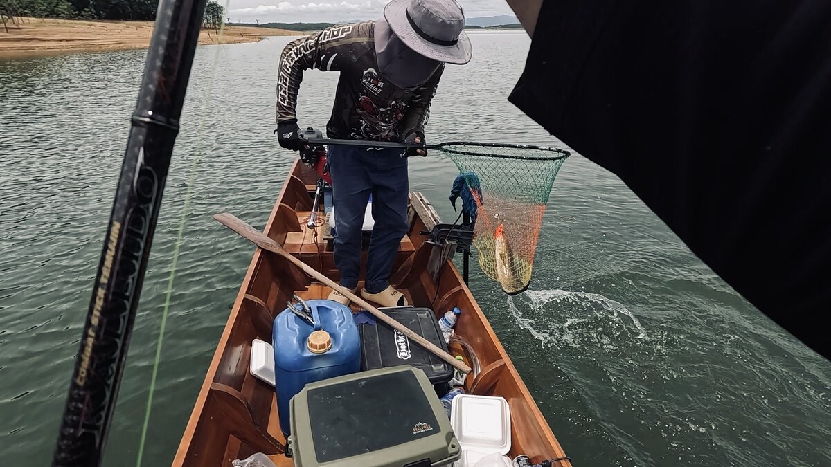 มันไม่ค่อยสู้เบ็ดเท่าไหร่นัก
ในทีแรกผมคิดว่าเป็นชะโดป็อก 
แต่เมื่อมาใกล้เรือ มันเผยให้เห็น
ลำตัวส
