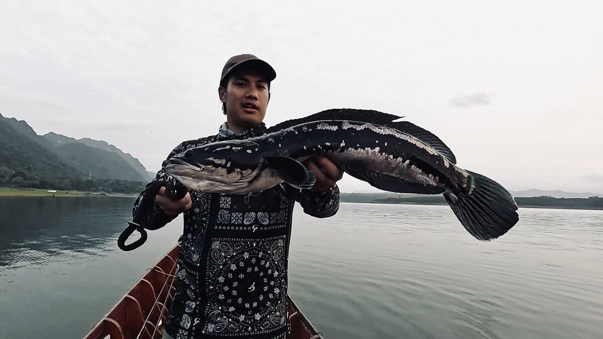 ผมจัดแจงเอาปลาขึ้นชั่งน้ำหนัก 
ขีดสเกลล์บอกพิกัดอยู่ที่ 7 lb 
พอแปลงแล้วอยู่ที่ 3.2 kg 

ปลาชะโด