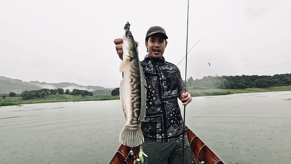 ประเดิมแต้มที่ 1 ได้สวยงามกับชะโดป่า 

tackle data 

Rod : Kaleido gunslinger 
Lure : King frog