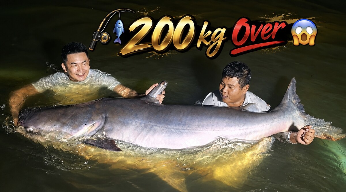 ปลาบึก 200 kg New Bungsamran 