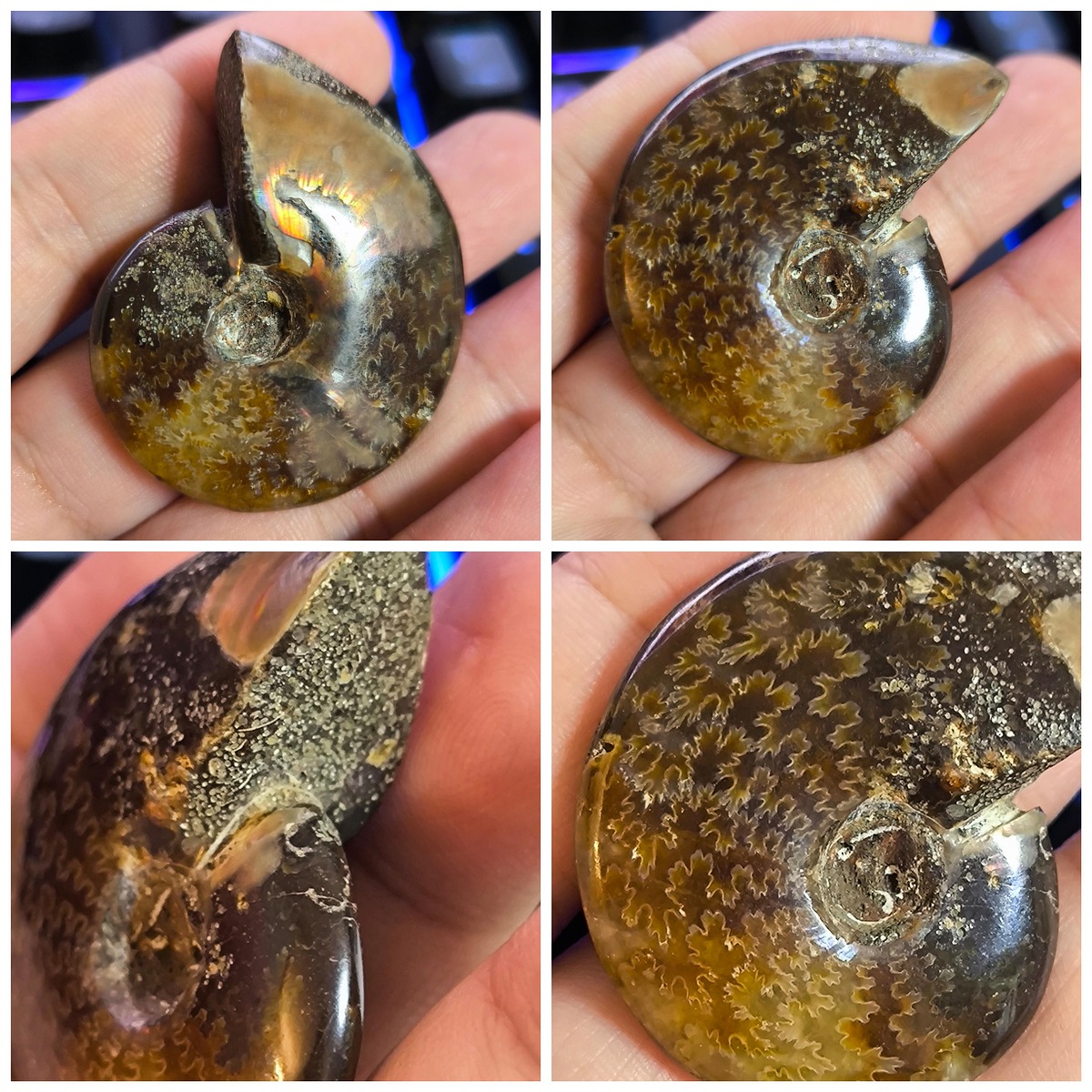 6  ฟอสซิลหอยแอมโมไนต์ (Ammonite)    ชาวบ้านขุดได้     699 ส่ง 50

สภาพสวยๆ  สมบูรณ์   อายุหลายล้าน